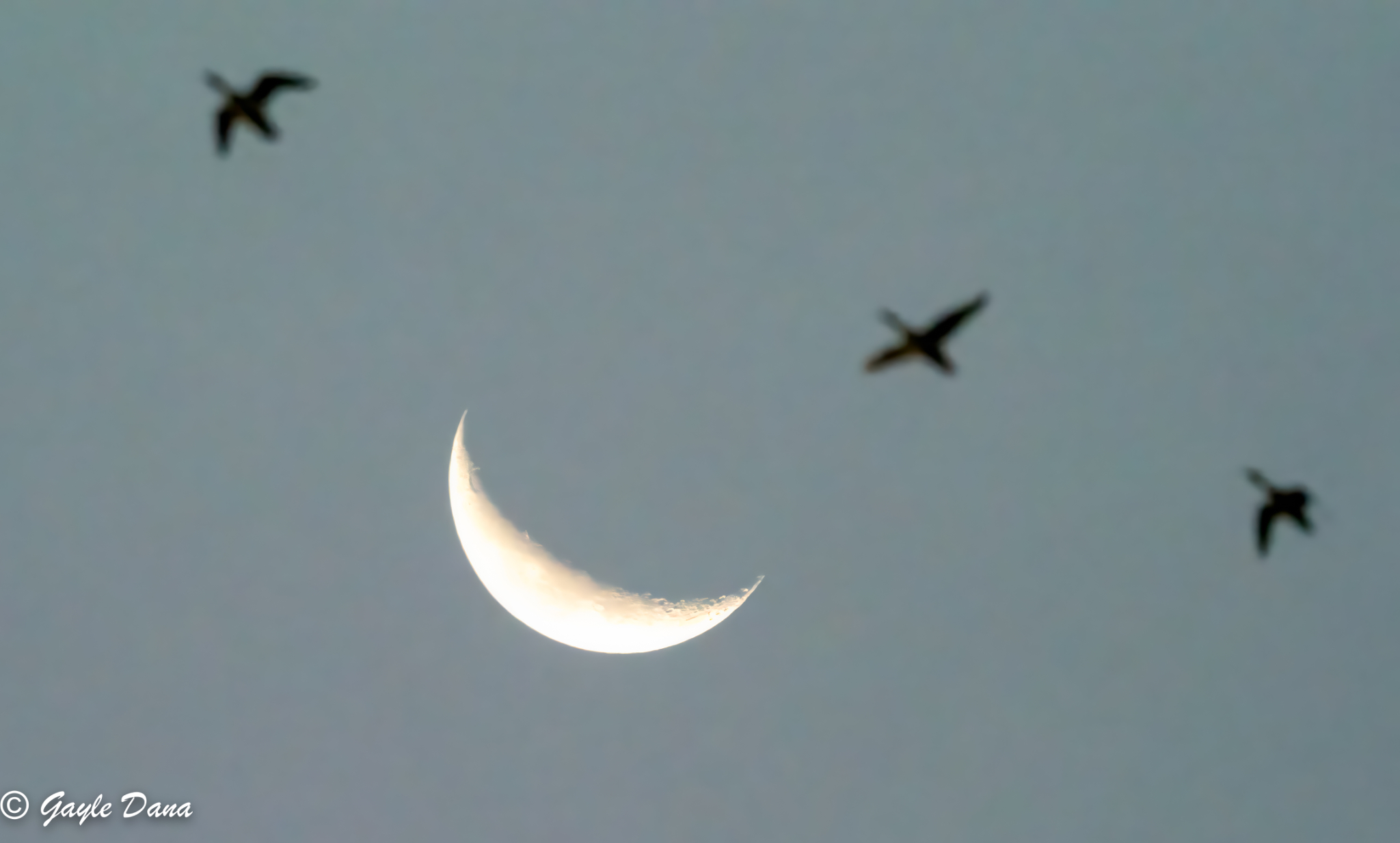 Geese and moon